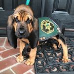 Profile Picture of Lucy Glover (@ocsdk9lucy) on Instagram