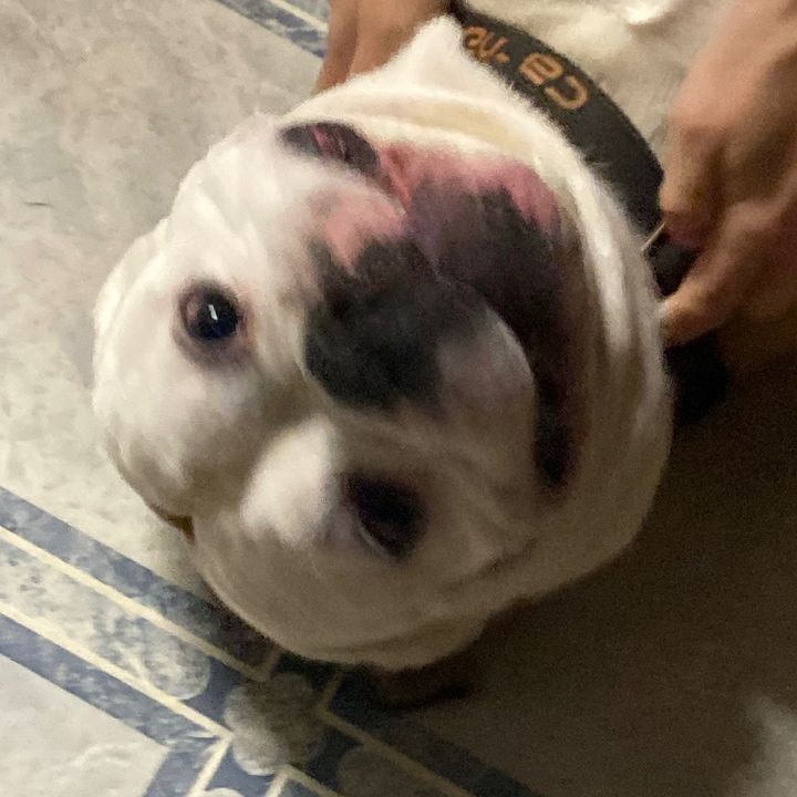 Profile Picture of 🦖🦖🦖 (@@haleymorrison66) on Tiktok