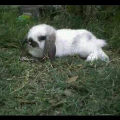 Profile Picture of Super Crystal Junior (@crystalsj1315) on Twitter