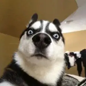 Profile Picture of D🅾️Ⓜ️ℹNℹK✔ (@dominik_kovac) on Tiktok