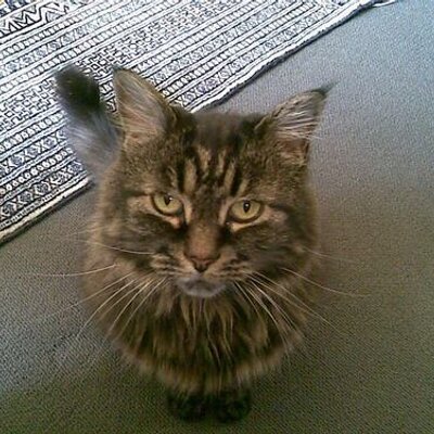 Profile Picture of Allan Walsh (@ale180oz) on Twitter