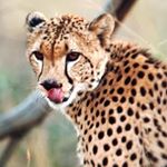 Profile Picture of Rene Mears (@renemears) on Instagram