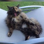 Profile Picture of Tamara Reuter (@muttiselfer) on Instagram