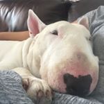 Profile Picture of Carla Pearce (@pearce7102) on Instagram
