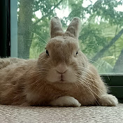 Profile Picture of Jenyo Jenyo (@jenyojenyo3316) on Youtube