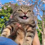 loversAnimals - Instagram Profile Picture of loversAnimals (@lunayjeremy) on Instagram