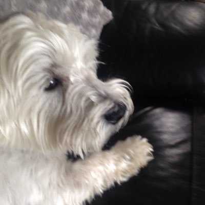 Profile Picture of Megan Carson (@CarsonHughes35) on Twitter