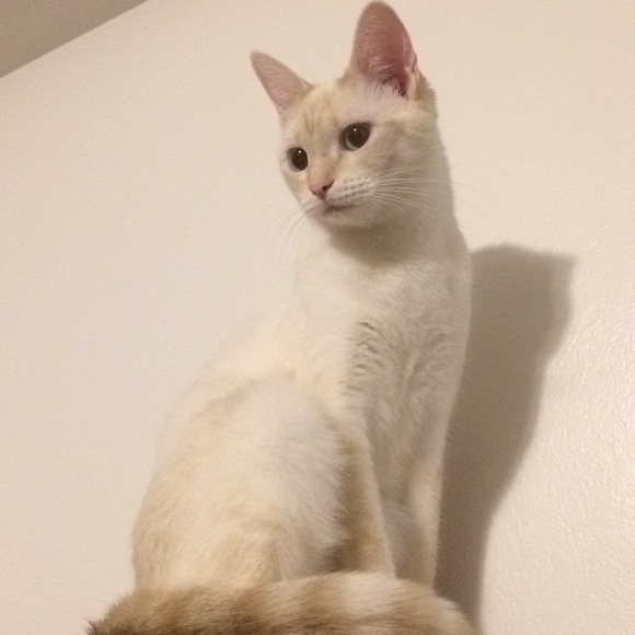 Profile Picture of Susan Enrici (@shark1016) on Poshmark