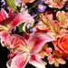 Profile Picture of Loren Frawley (@biloerju) on Pinterest