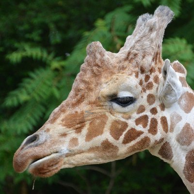 Profile Picture of Kevin Losey (@LoseyKevin) on Twitter