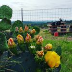 Profile Picture of gretchen hinkle (@desideratalivin) on Instagram