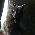Profile Picture of yohomegirlcarol (@yohomegirlcarol) on Instagram