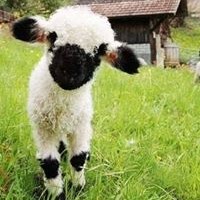 Profile Picture of Debra Burnett (@debra-burnett-1) on Quora