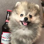 Profile Picture of Buddy Weiser Drumond (@obuddy.weiser) on Instagram