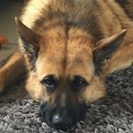 Profile Picture of Lance 🐕 (@lancelot_germanshepherd) on Instagram