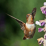 Profile Picture of Joseph Oh (@jooseoh) on Flickr