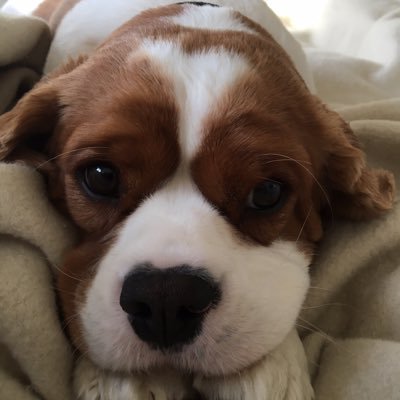 Profile Picture of Ernest The Cute King Charles Cavalier (@ErnestCavalier) on Twitter