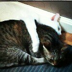 Profile Picture of lorie gosselin (@lorriegoz) on Instagram