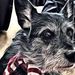 Profile Picture of Steven Witham (@bertynortheast1) on Pinterest