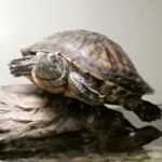 Profile Picture of Andrew Devore (@decisiveanimal) on Instagram