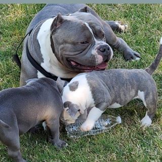 Profile Picture of Traon Rip Kv Stampley (Village style pocket bullies) (@tstampley1) on Facebook