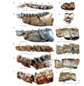 Profile Picture of Diplasiotheriumon Wikipedia