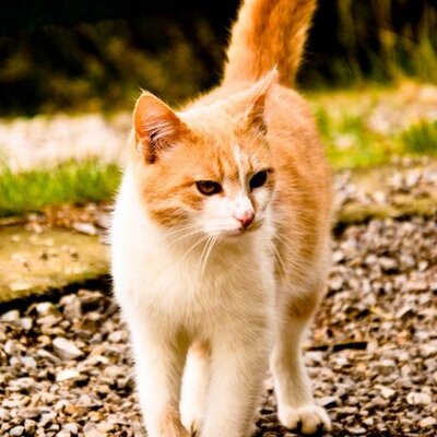 Profile Picture of Viktor Savin (@SavinUkr) on Twitter