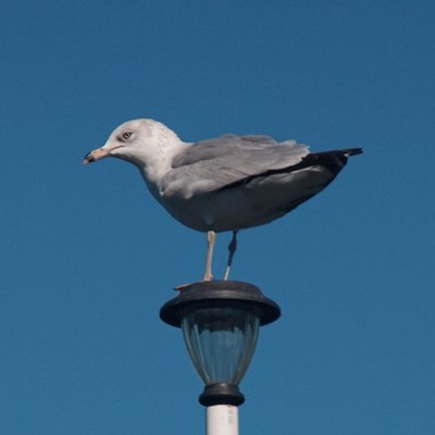 Profile Picture of Josh Trout (@filet0fish) on Twitter