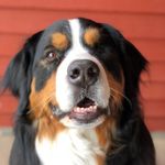 Profile Picture of Chickie (@chickietheberner) on Instagram