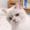 Profile Picture of Joseph gaming (@josephgaudiano) on Tiktok
