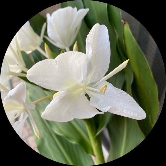 Melissa Watermolen - Poshmark Profile Picture of Melissa Watermolen (@roongreys) on Poshmark