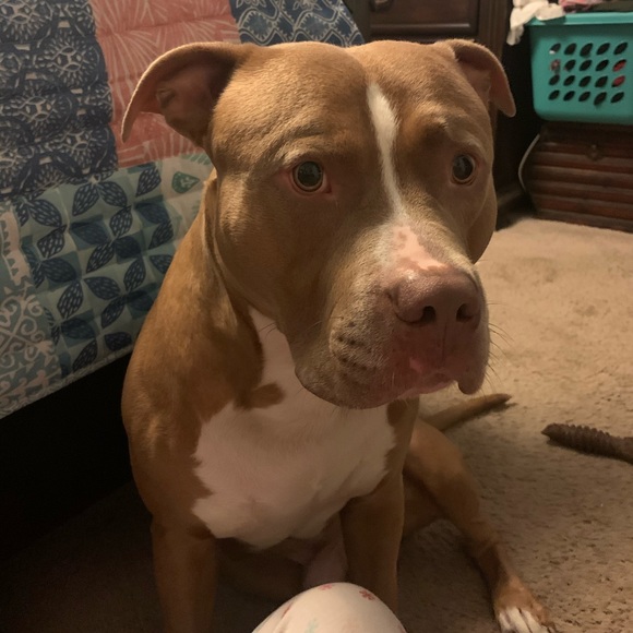 Profile Picture of Debbie Baerga (@luv4ruckus2) on Poshmark