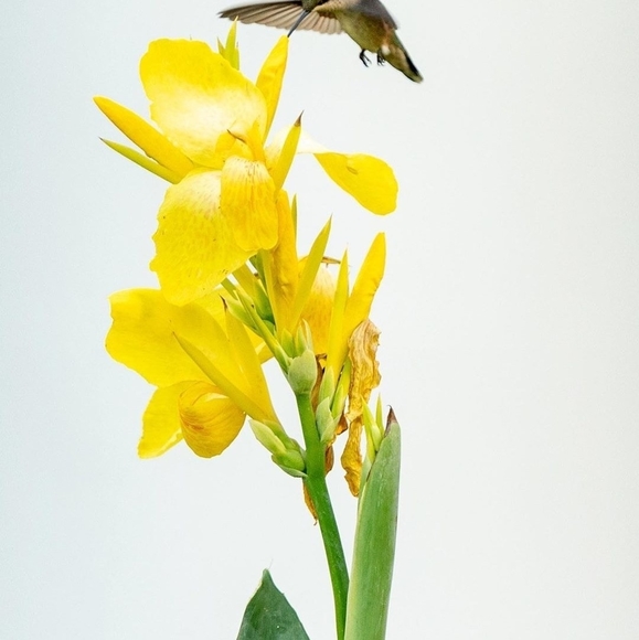 Heritier Konan - Poshmark Profile Picture of Heritier Konan (@heritierkonan) on Poshmark