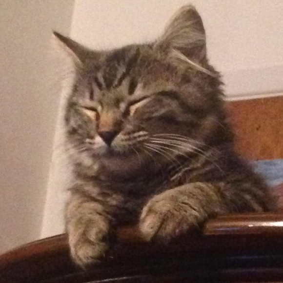 Profile Picture of Jared Morales (@moralj11) on Poshmark