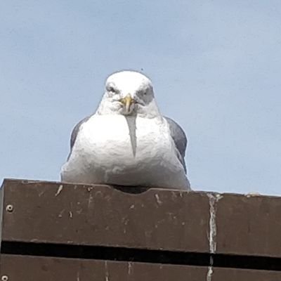 Profile Picture of Duncan Hamilton (@dhamilton_1) on Twitter