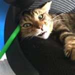 Profile Picture of Paul Sliwinski (@paulchefski) on Instagram