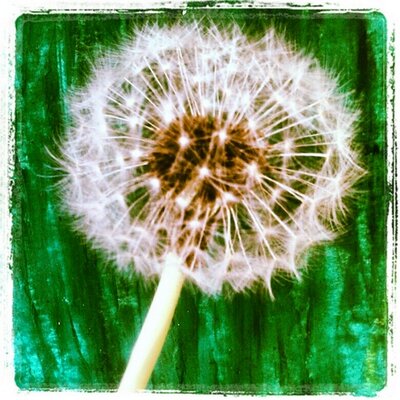 Profile Picture of amanda parramore (@xoamandaxxoo) on Twitter