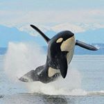 Profile Picture of Dorothy Dixon (@dorothy.dixon.449) on Instagram