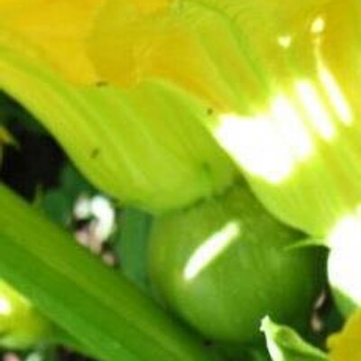 Profile Picture of Susan Clotfelter (@sclotfelter) on Twitter