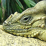 Profile Picture of Sinplicity (@sinplicity) on Flickr