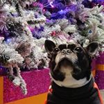 Profile Picture of Jesse The Boston (@jessetheboston) on Instagram