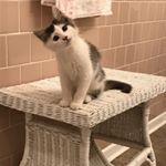 Profile Picture of Alexander Nutt (@alexanderthecat2017) on Instagram