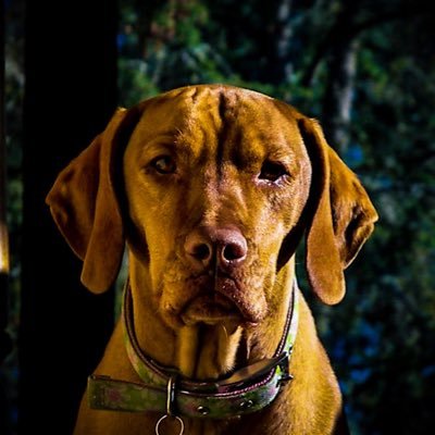 Profile Picture of Kyle Guice (@GuiceKyle) on Twitter