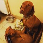 Profile Picture of copper and Ruby (@copperandruby) on Instagram