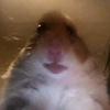 Profile Picture of David Bülow (@@davidkings21) on Tiktok