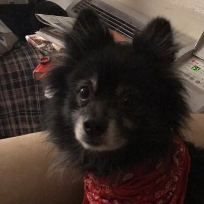 Profile Picture of Penny Carson (@pennyca20543256) on Twitter