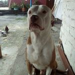 Profile Picture of Alirio Ramirez (@alirio.ramirez.142035) on Instagram