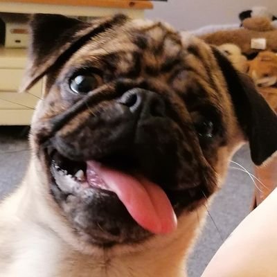 Profile Picture of Jenson The Pug (@JensonPug) on Twitter