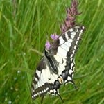 Profile Picture of Michael Moore (@chupalovjaxcltion2002) on Instagram