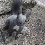 Profile Picture of Tony (@jeppavia) on Instagram